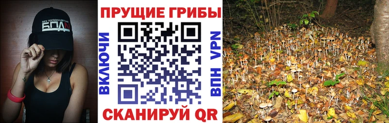 Галлюциногенные грибы MAGIC MUSHROOMS  mega ссылка  Чебаркуль  закладки 